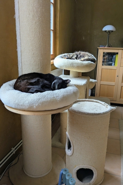 im Hintergrund schläft eine dreifarbige Katze auf einem Kratzbaum. Im Vordergrund schläft ein schwarz-weißer Kater in einem Katzenbett eines Kletterturms.