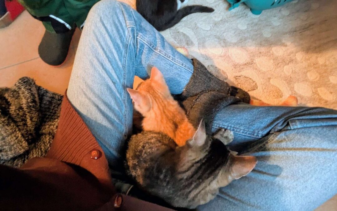 Wie Du Deine Katze an Neues gewöhnst