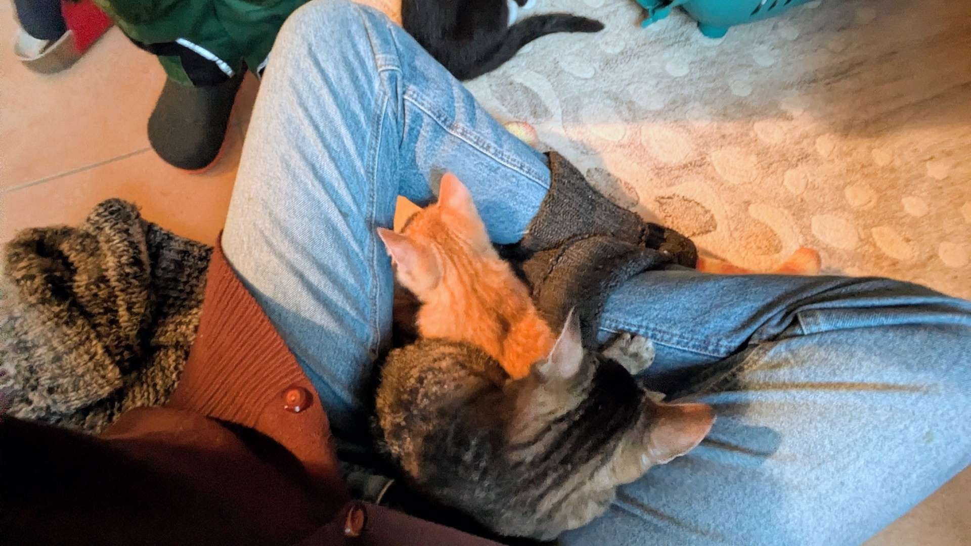 Zwei junge Katzen liegen dicht aneinander gekuschelt auf dem Schoß einer Frau. im Hintergrund sind Kinderfüße zu sehen.
