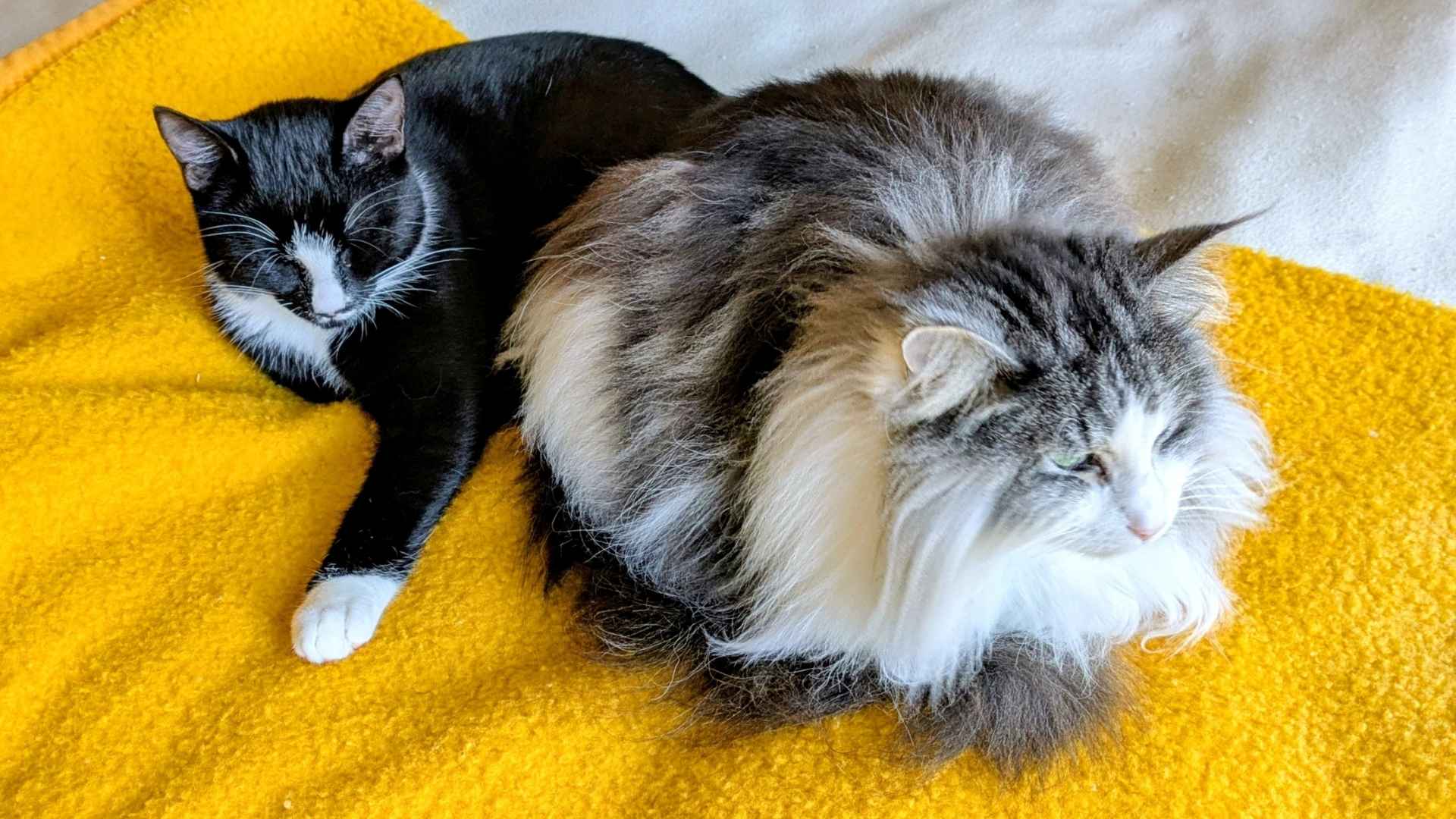 Zwei Katzen liegen auf einem Bett mit einer gelben Tagesdecke. Eine Katze ist eine silber-weiße Norwegische Waldkatze mit grünen Augen und schaut nach rechts. Die zweite Katze ist ein junger schwarz-weißer Hauskater und hat die Augen geschlossen.