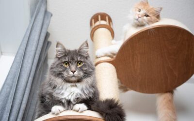 5 Tipps, wie Du Deine ängstliche Katze in Deiner Familie unterstützen kannst