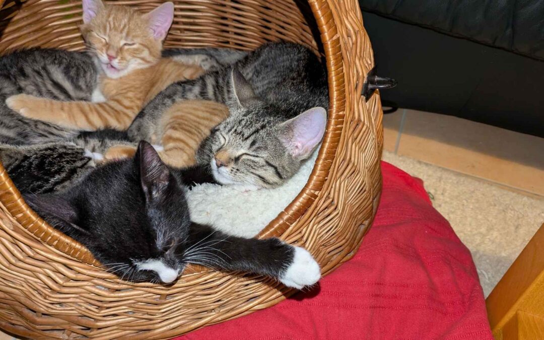 Warum Enzymreiniger in der Katzenhaltung unverzichtbar sind