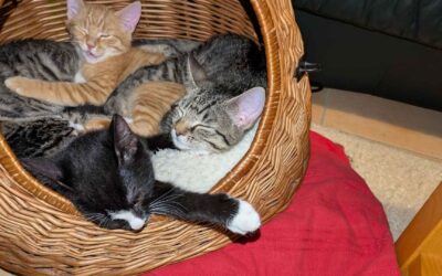 Warum Enzymreiniger in der Katzenhaltung unverzichtbar sind