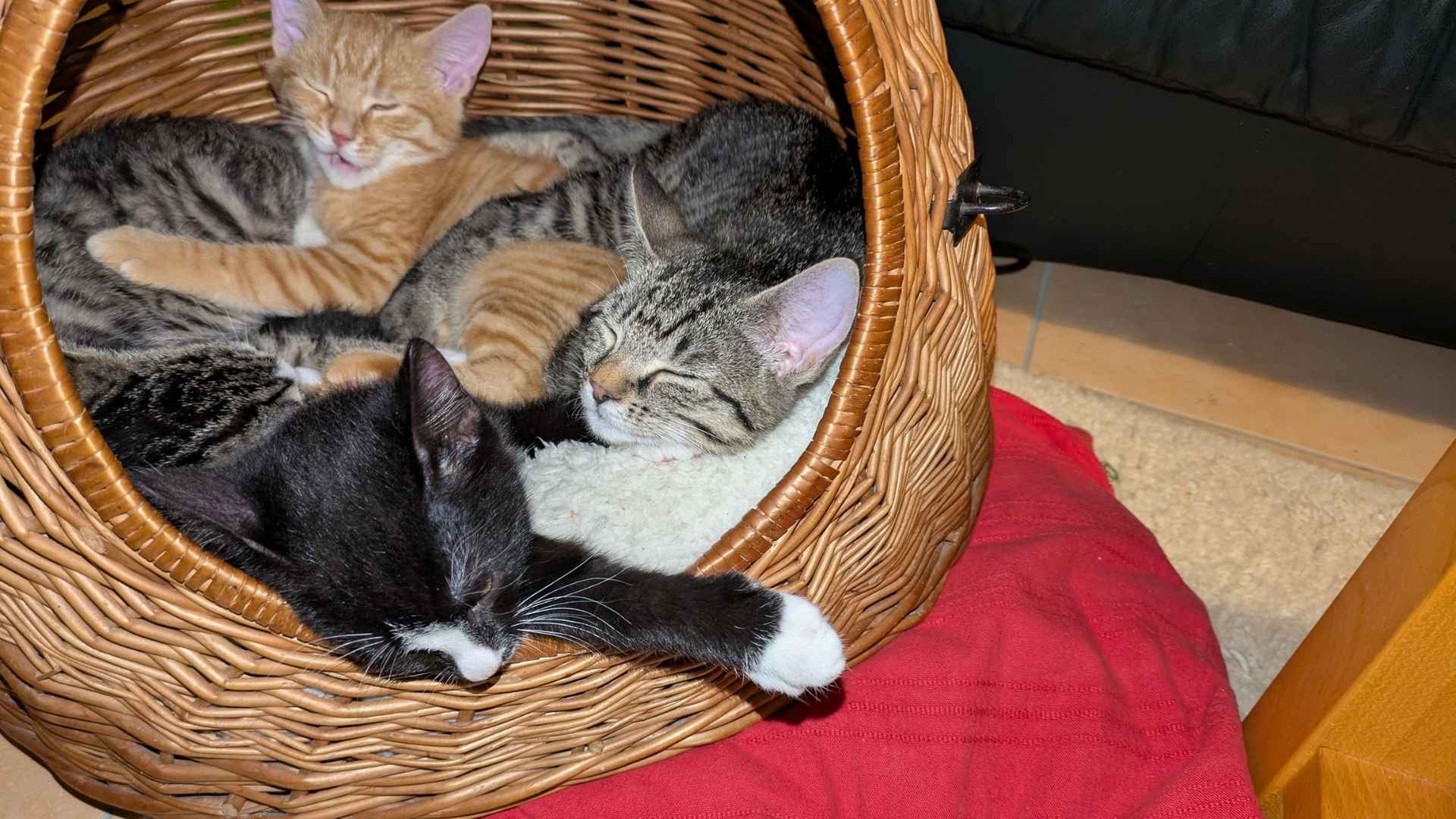blog-bild-enzymreiniger-februar-2026 Vier kleine Kätzchen schlafen in einem Weidenkörbchen. Zwei Kätzchen sind grau getigert, eines ist rot getigert und eines ist schwarz-weiß.