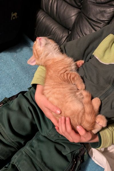 Ein rot getigerter Kater schläft in den Armen eines kleinen Jungen.