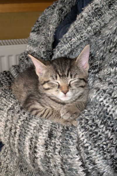 Ein grau getigerter kleiner Kater schläft auf meinem Arm.