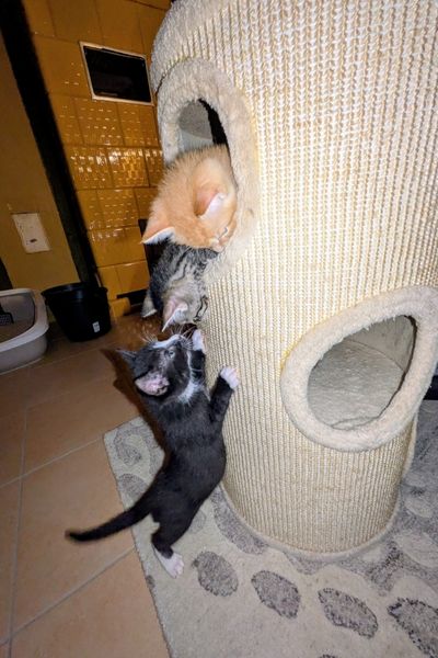 Drei kleine Kater toben an einer Kratztonne in einem Wohnzimmer.