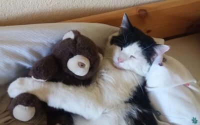 Meine Katze schläft im Kinderbett – ist das in Ordnung?