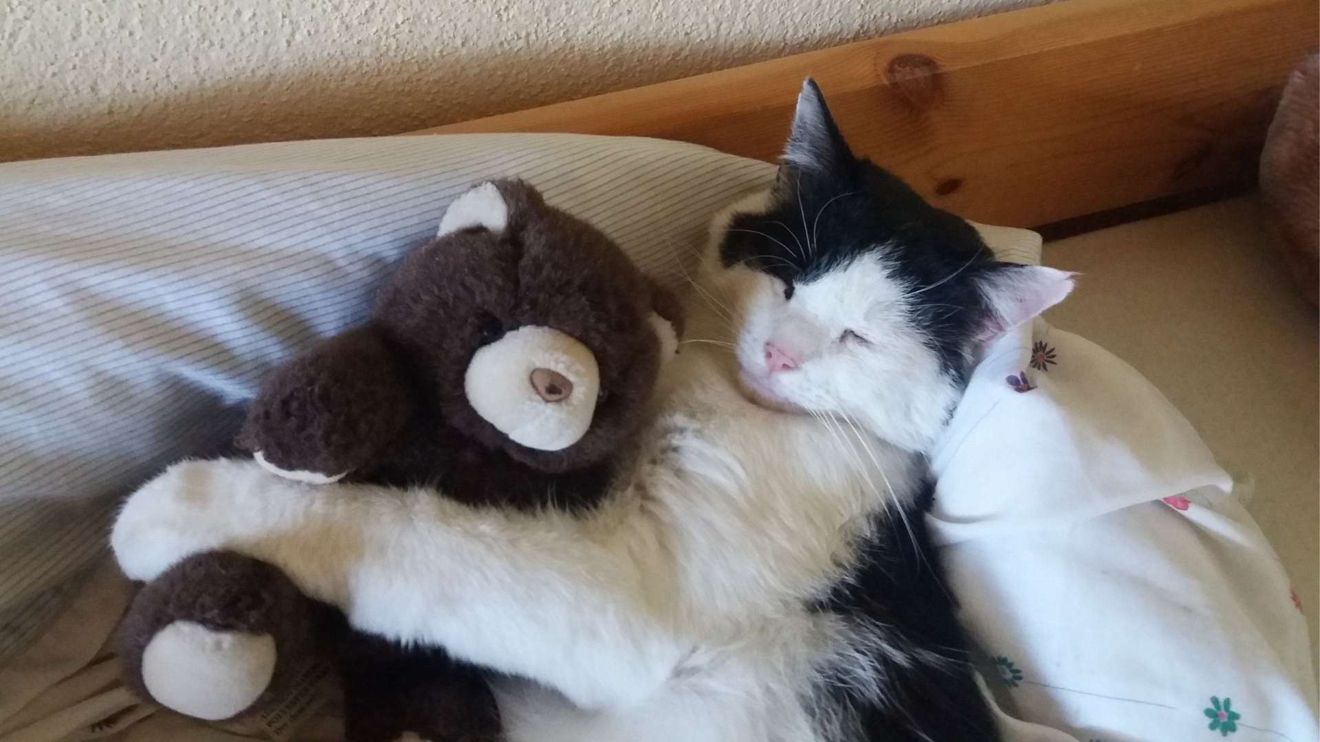 Eine schwarze-weiße Katze liegt im Kinderbett. Sie hält einen braunen Plüsch-Bären im Arm.
