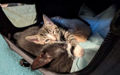 Katzenberatung in der Familie: Warum Teamarbeit der Schlüssel zu echter Veränderung ist