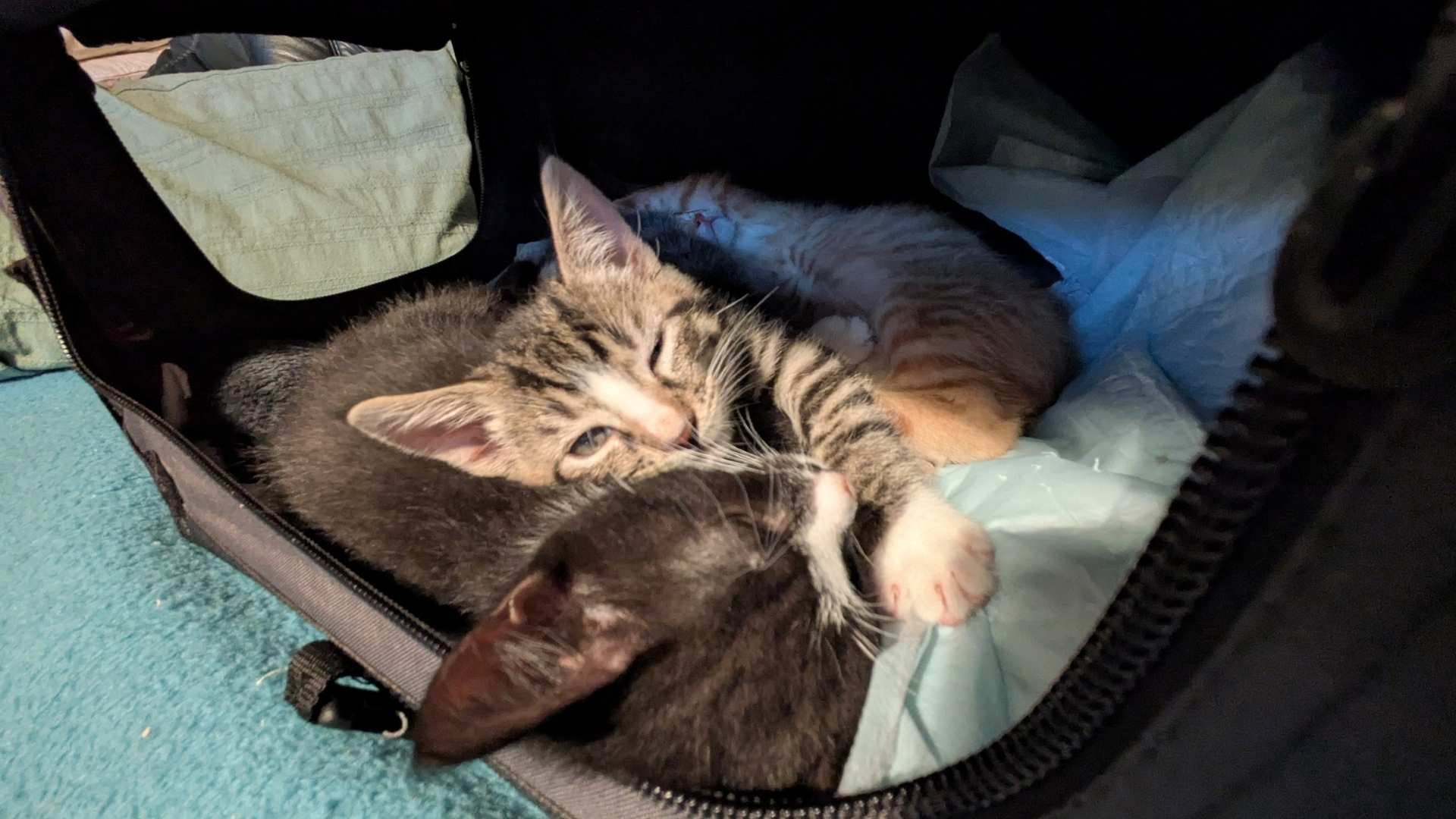 Drei bunte Kätzchen im Alter von 8 Wochen liegen in einer schwarzen Transporttasche. Ein schwarz-weißer Kater schläft, ein grau getigerte Kater blinzelt nach vorne und ein rot getigerter Kater schläft im Hintergrund.