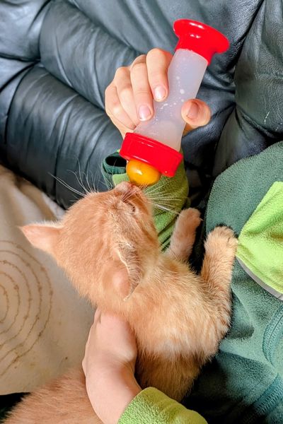 Ein Junge füttert einen rot getigerten Kater mit der Flasche.