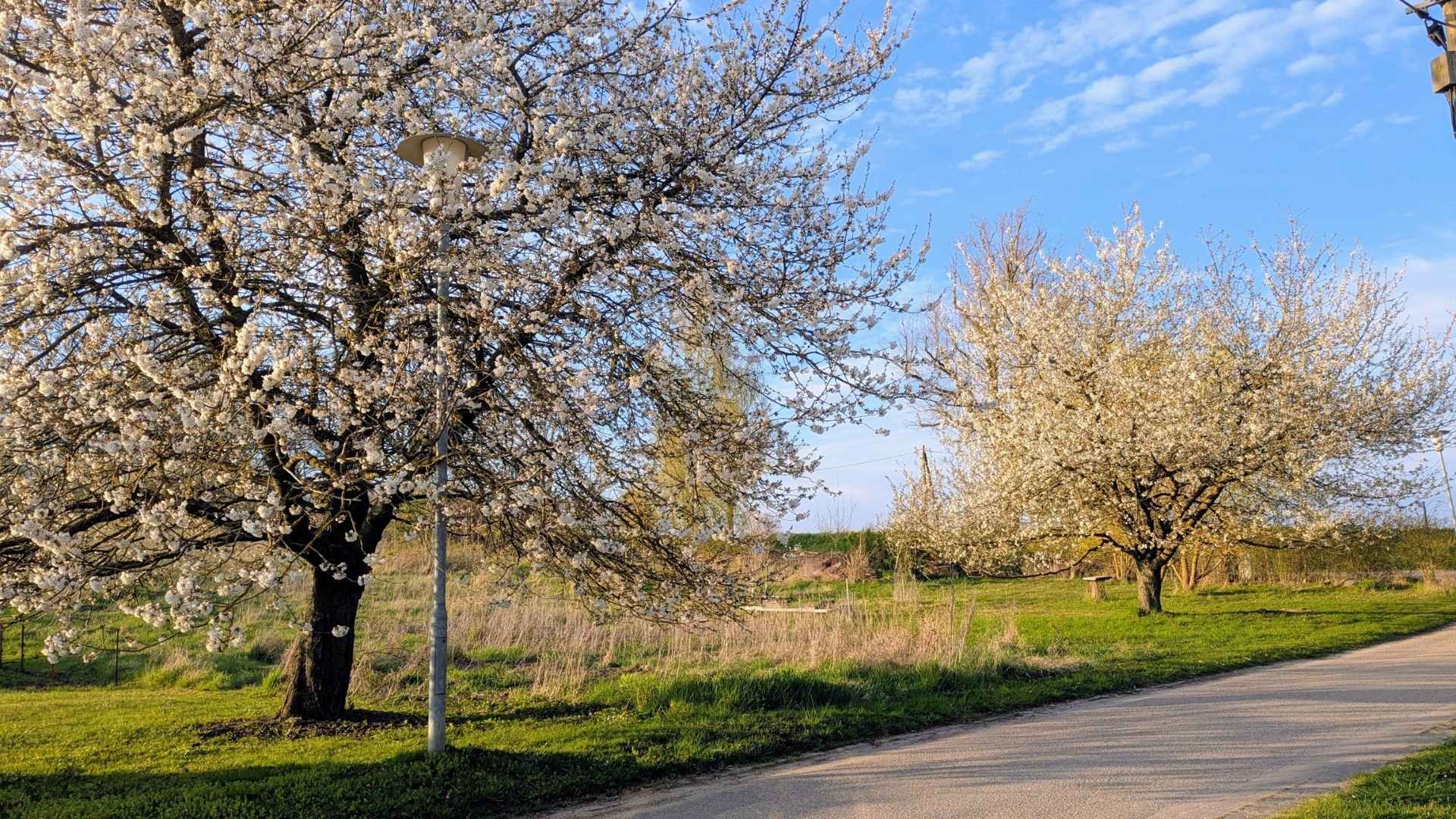 Zwei Kirschbäume stehen in voller Blüte an einem Straßenrand eines Dorfes.