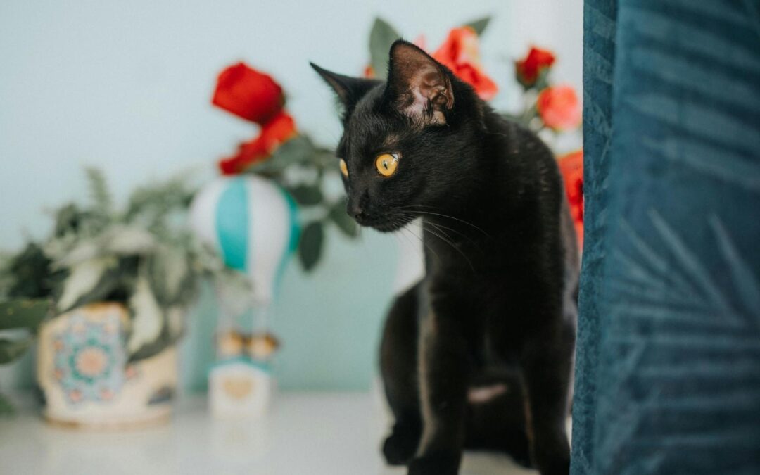 Stress oder Sicherheit? Dein Praxis-Check für ein entspanntes Zuhause für Deine Katze