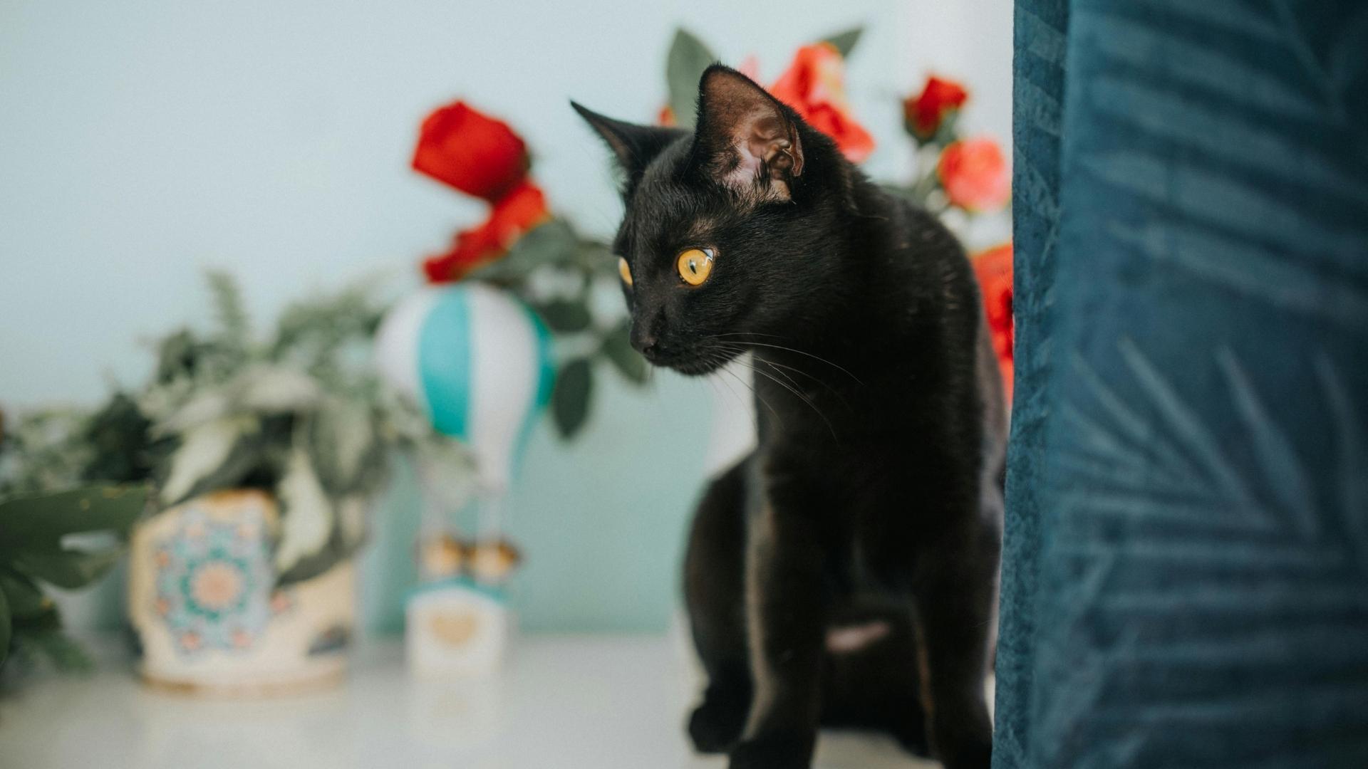 Eine schwarze Hauskatze sitzt mit weit geöffneten Augen hinter einem grünen Sofa und beobachtet ihre Umgebung.