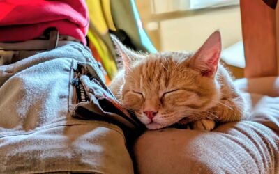 Was Deine Katze braucht, um sich mit Deinem Kind sicher zu fühlen