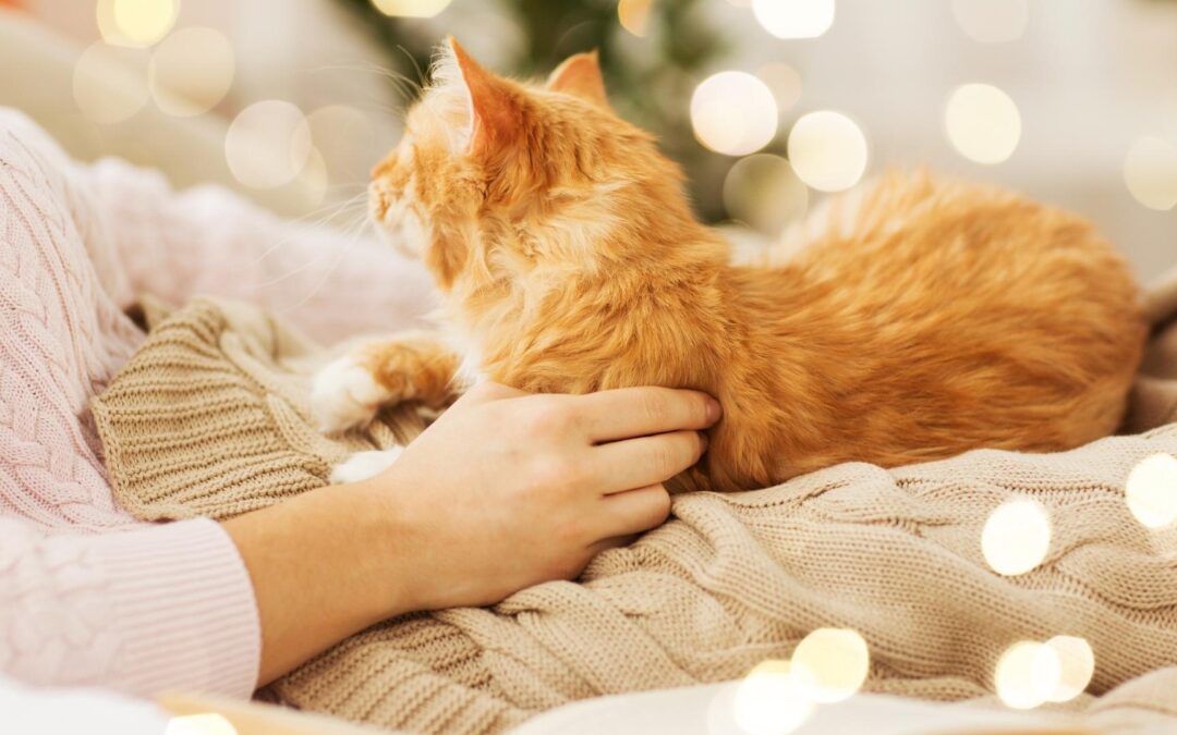 Weltfrauentag 2026: Was Katzen uns über Macht beibringen – und warum das vielen Menschen nicht gefällt