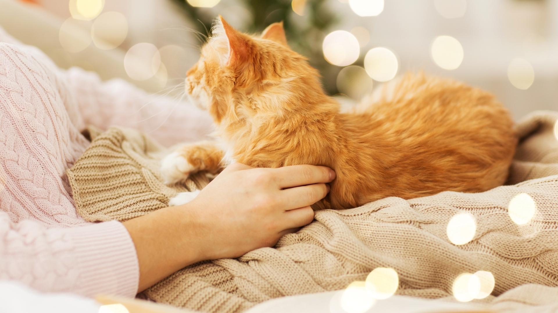 blog-bild-weltfrauentag-2026-maerz-2026 Ausschnitt: Eine Frau in einem rosafarbenen Zopfpullover sitzt halb liegend auf einem Sofa. Sie hat sich in eine beige Strickdecke mit Zopfmuster eingehüllt. Auf der Decke liegt ihre rote Katze.