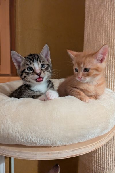 Ein grau getigerter Kater und ein rot getigerter Kater auf einem Nestchen in einer Kratzsäule. Der Grautiger maunzt einem fröhlich zu.
