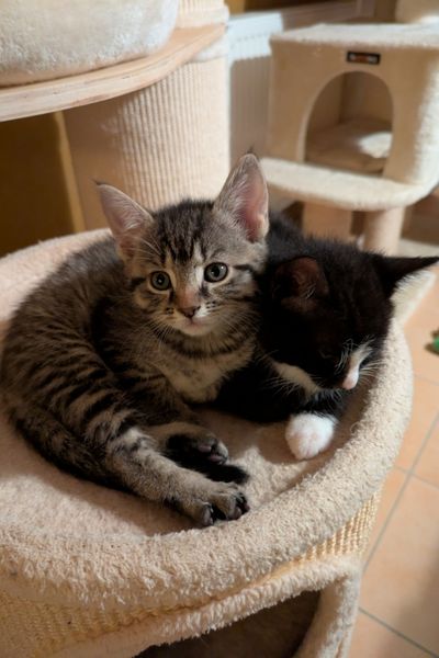 Ein grau getigerter Kater und ein schwarz-weißer Kater schlummern zusammen auf einer Kratztonne.