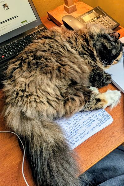 Eine dreifarbige Langhaar-Katze schläft ausgebreitet auf einem Schreibtisch mit Notizen. im Hintergrund stehen ein Laptop und ein telefon.