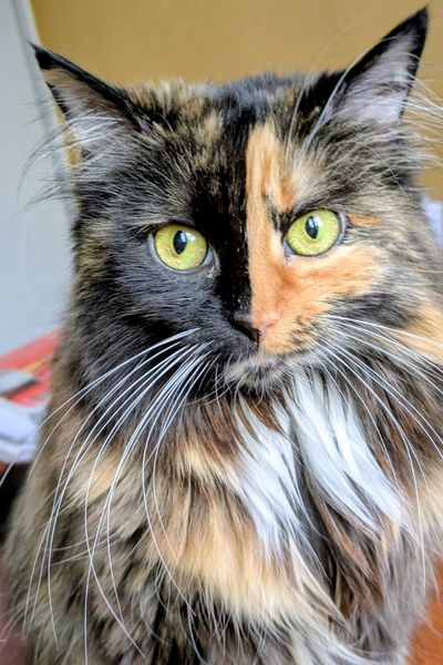 Eine dreifarbige Langhaarkatze schaut frontal in die Kamera. Ihre eine Gesichtshälfte ist schwarz, ihre andere rot und ihr Lätzchen ist weiß.
