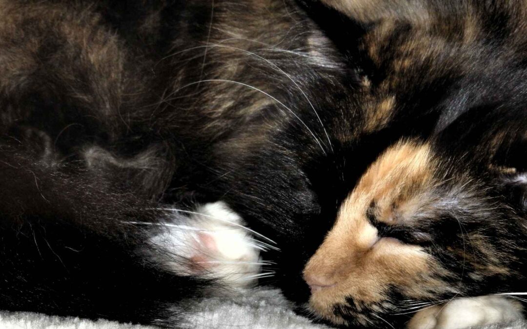 Jede Katze heißt Minki. Bis…
