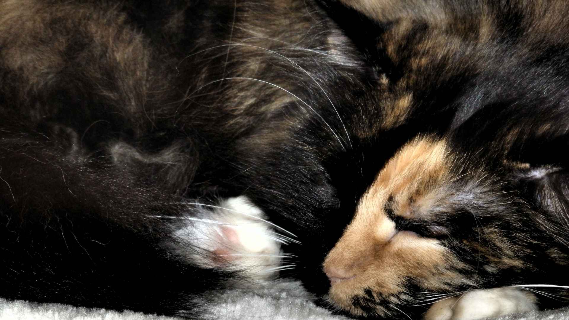 blogparade-von-katja-hammerschmidt-von-tieren-gelernt-juli-2026-beitragsbild-lovis Eine dreifarbige Katze schläft auf einer weißen Decke. Ihr Gesicht ist zur Hälfte schwarz und zur Hälfte rot. Die Pfötchen sind mit weißen Spitzen.