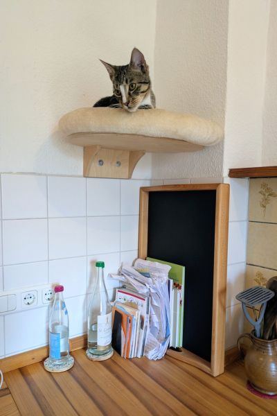 Ein junger getigerter Kater sitzt auf einem beigen Wandliegeplatz in der Zimmerecke und schaut neugierig nach unten in die Küche.