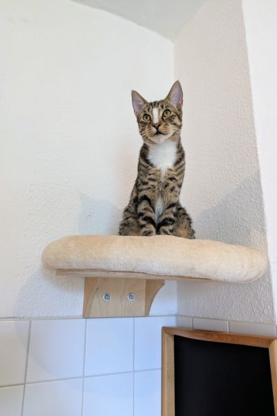 Der getigerte Kater sitzt aufrecht auf seinem Wandliegeplatz vor weißen Fliesen, Schwanz um die Pfoten gelegt, und blickt auf etwas oben an der Decke.