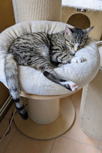Ein junger getigerter Kater schläft zusammengerollt in einer runden, cremefarbenen Kuschelschale eines Kratzturms.