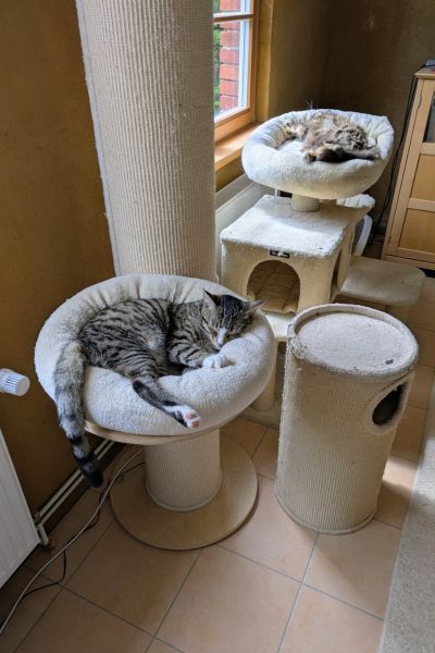 Zwei Katzen dösen in zwei Kratzbäumen, eine vorne in der Schale, die andere hinten am Fenster.