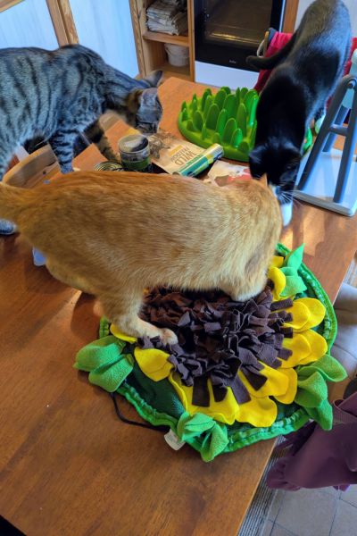 Ein rot getigerter Kater steckt seine Nase tief in eine gelbe Schnüffelmatte in Sonnenblumenform, während zwei weitere Katzen die anderen Snackspiele und Leckerli erkunden.