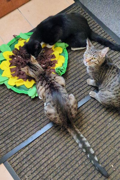 Drei Katzen pföteln Leckerli aus einem Schnüffelteppich. Der Schnüffelteppich ist in Form einer Sonnenblume.