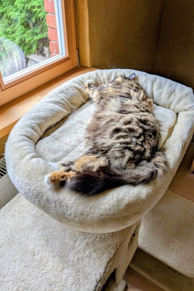 Eine langhaarige, dreifarbige Katze liegt tief entspannt und ausgestreckt in einer Kratzbaum-Schale vorm Fenster.