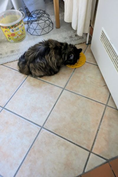 Eine dreifarbige Langhaar-Katze schleckt Snackcreme von einer gelben Schleckmatte.