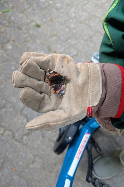 Ein Kind hält einen Schmetterling mit orange-schwarz gemustertem Flügeln in seinem Gartenhandschuh, im Hintergrund steht sein Fahrrad.