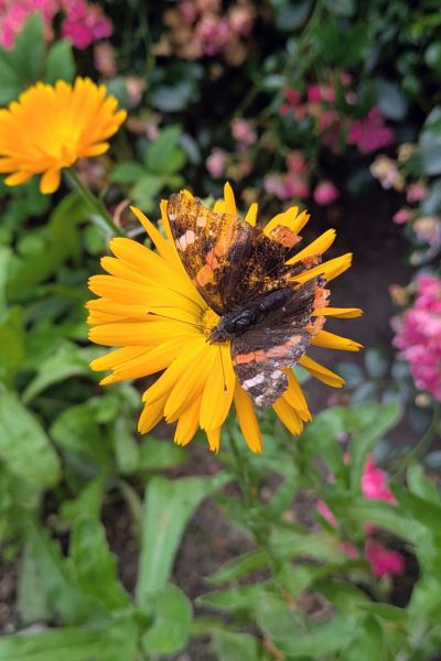 Derselbe Schmetterling auf einer leuchtend orangen Ringelblume, umgeben von pinken Blüten im Garten.
