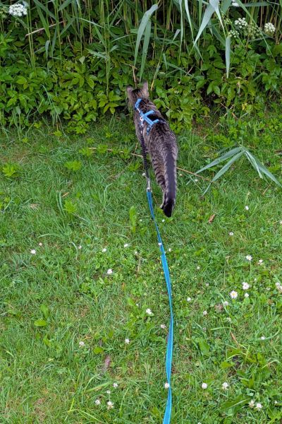 Eine getigerte Katze von hinten, an der blauen Leine, guckt neugierig in ein Schilfbeet.