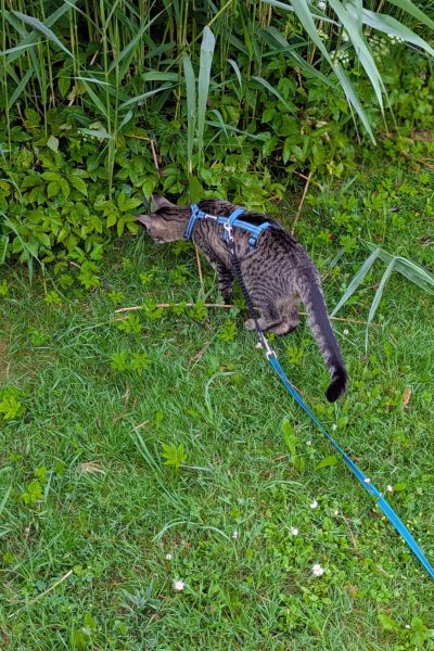 Dieselbe Katze schnuppert tief gebückt im Gebüsch, die Leine liegt entspannt zwischen den Grashalmen.