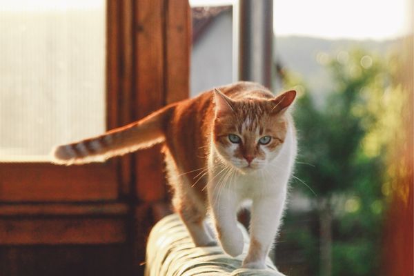 Eine rot getigerte Katze mit weiß balanciert auf der Lehne eines Sofas.
