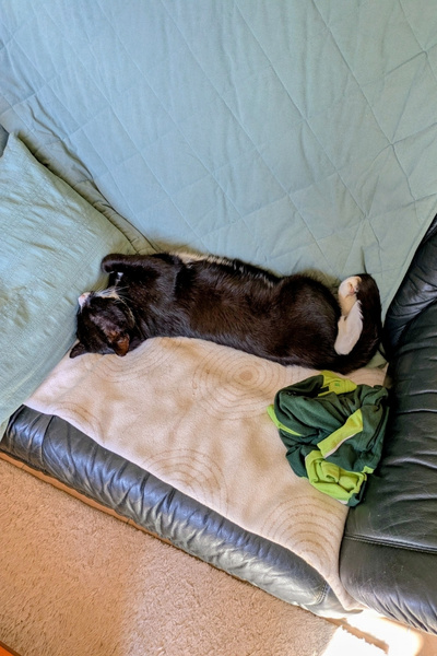 Ein schwarz-weißer-Kater liegt ausgestreckt auf einem Sofa und schläft.