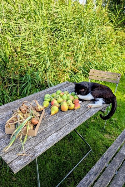 Ein schwarz-weißer Kater liegt auf einem Holztische. Vor ihm liegen erntefrische Birnen und Zwiebeln.