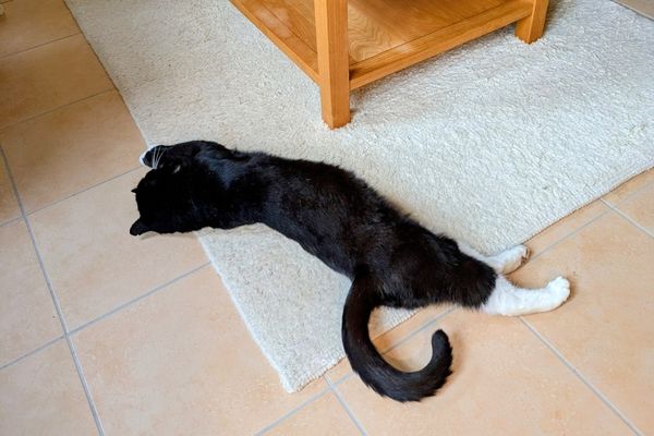Ein schwarz-weißer Kater liegt völlig gestreckt auf einem weißen Teppich.