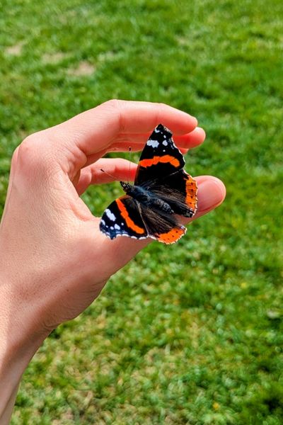 Ein Admiral-Falter sitzt auf der Hand einer Frau.