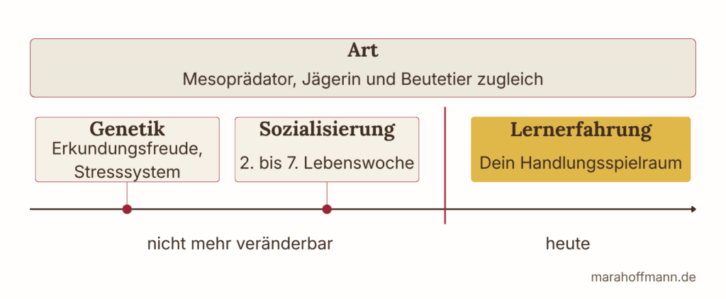 Zeitachse mit den drei Ebenen, die das Verhalten einer Katze prägen. Über der Achse ein durchgehendes Band für ihren Blick als Beutetier. Links zwei Felder für das, was ihre Eltern mitgaben und für die ersten Lebenswochen, beide hinter der Markierung „heute". Rechts davon in Gold der Handlungsspielraum ab heute.