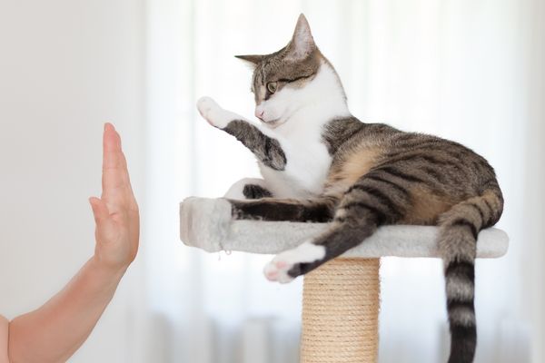 Eine getigerte Katze mit weiß liegt auf einer oberen Plattform eines Kratzbaumens und hebt ihre Pfote zu einem High Five zu einer Frau. Man sieht nur den Arm der Frau.