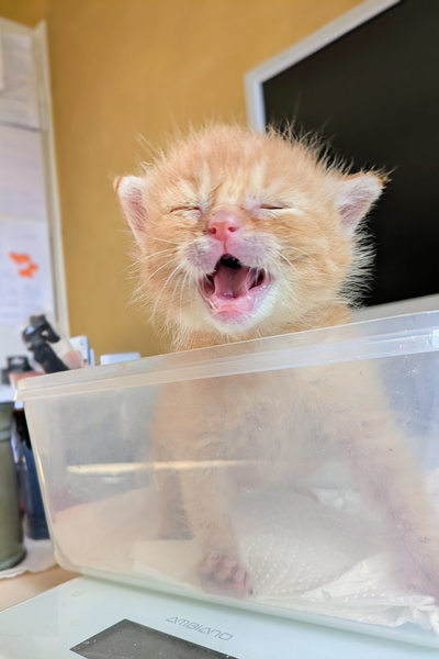Ein rotes Katzenbaby wird gewogen- dabei maunzt es laut.