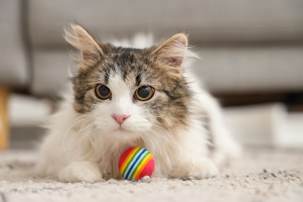 Eine getigerte Katze mit Weiß liegt auf einem Teppich. Sie hat vergrößerte Pupillen und ist in Spiellaune. Vor ihr liegt ein Spielball: rot mit bunten Streifen.