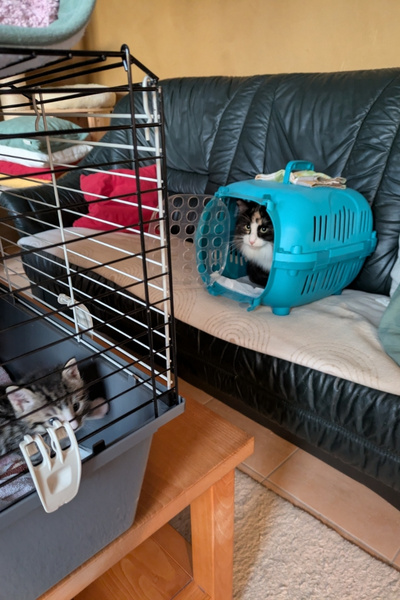 Einblick in ein Wohnzimmer: Eine Transportbox steht auf einem Sofa, darin sitzt eine Katze.